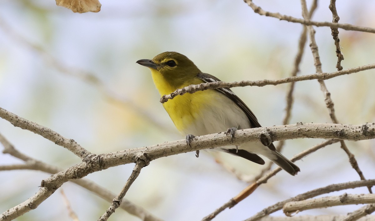 Yellow-throated Vireo - ML645630546