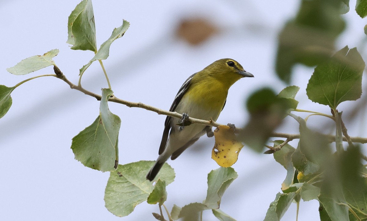 Yellow-throated Vireo - ML645630547