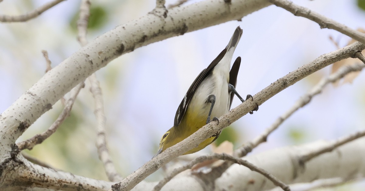 Yellow-throated Vireo - ML645630549