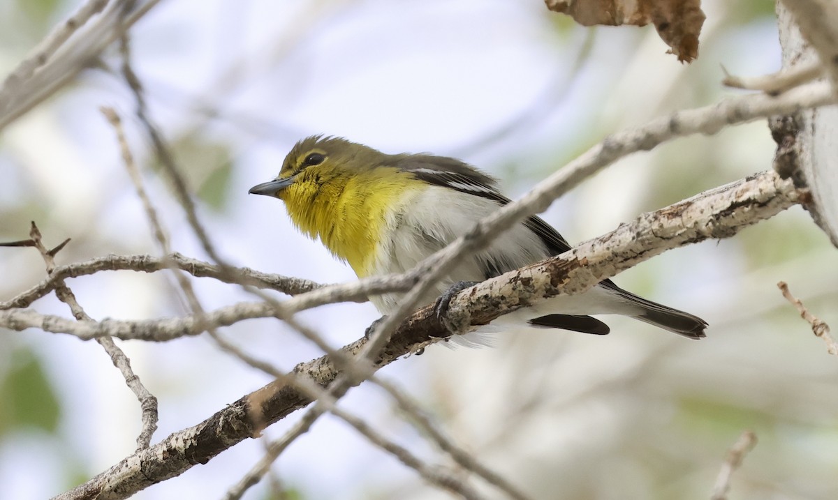 Yellow-throated Vireo - ML645630550