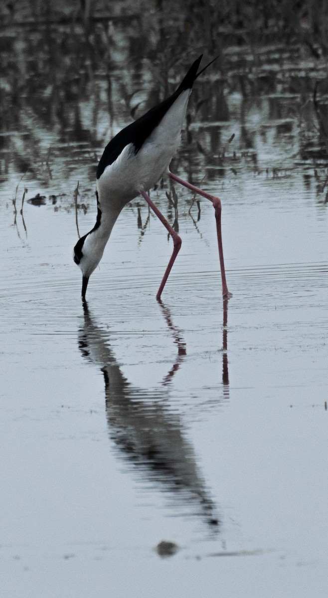 Black-necked Stilt - ML645630553