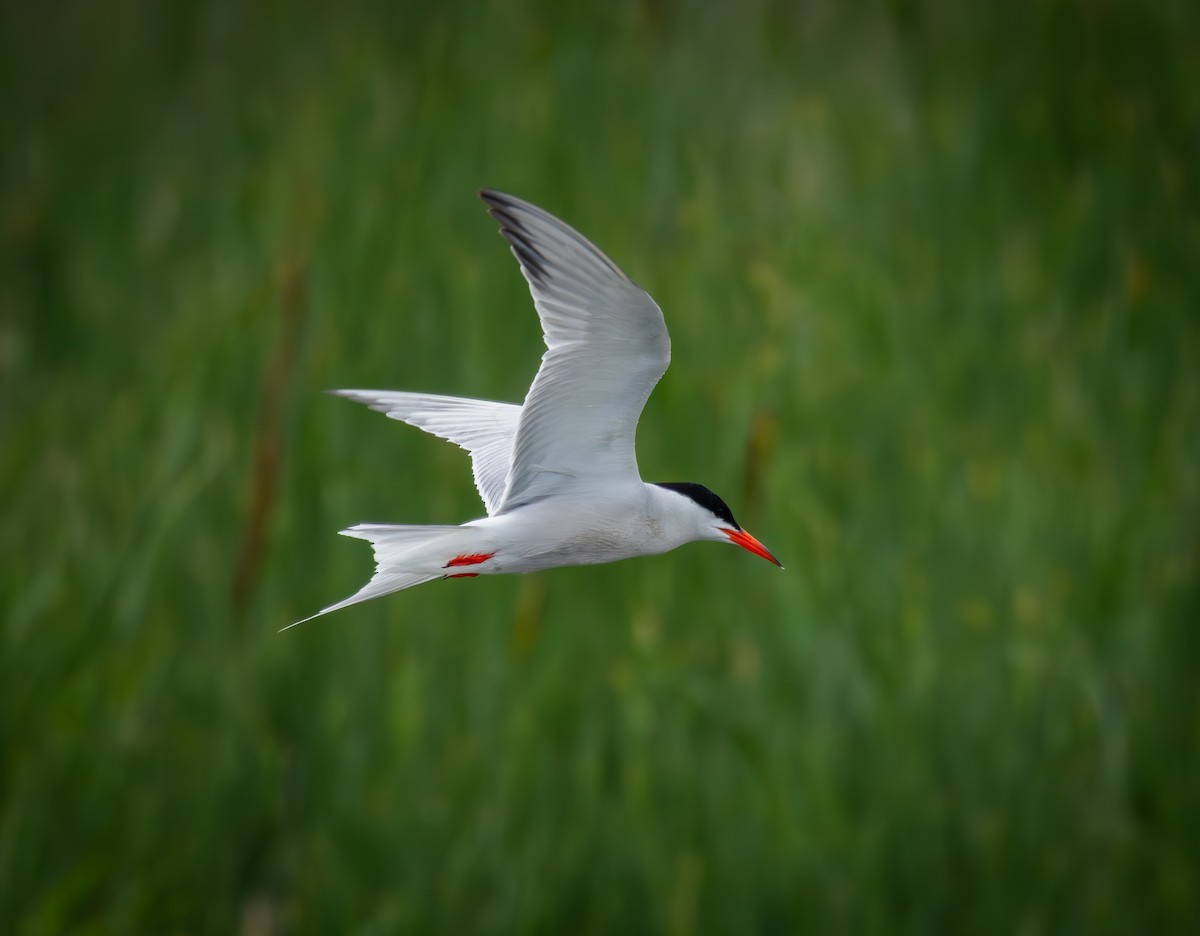 Common Tern - ML645630555