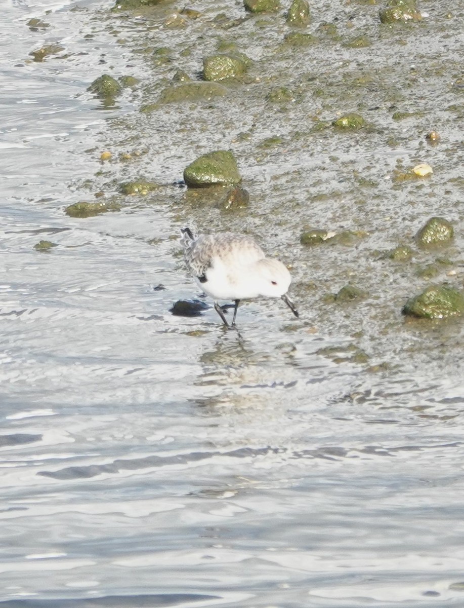 Sanderling - ML645630556