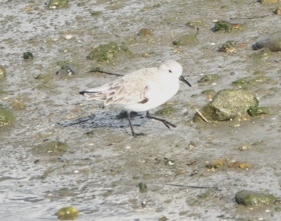 Sanderling - ML645630557