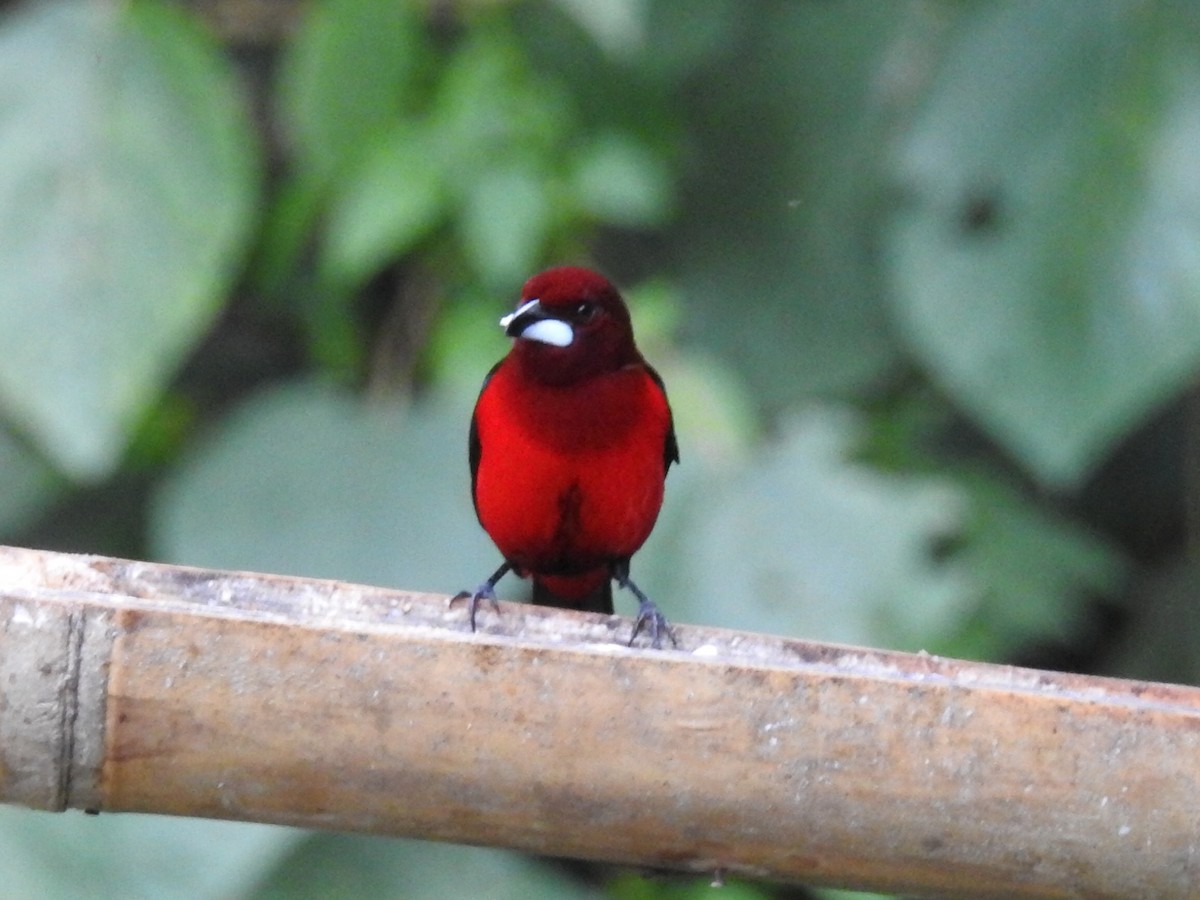 Crimson-backed Tanager - ML645630558
