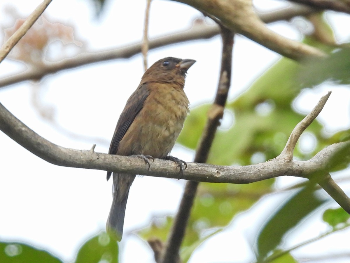 Indigo Bunting - ML645630559