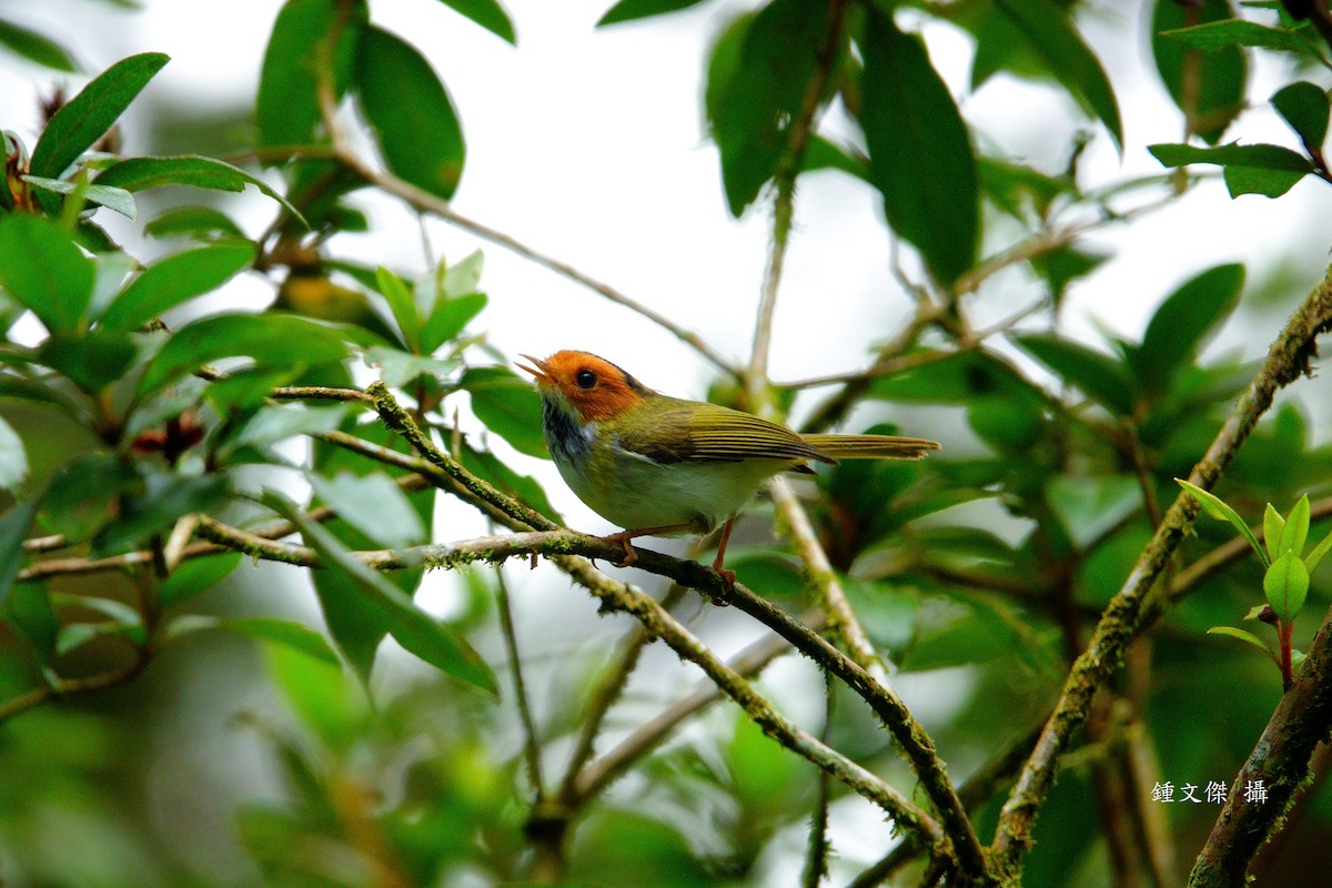 Rufous-faced Warbler - ML645630560