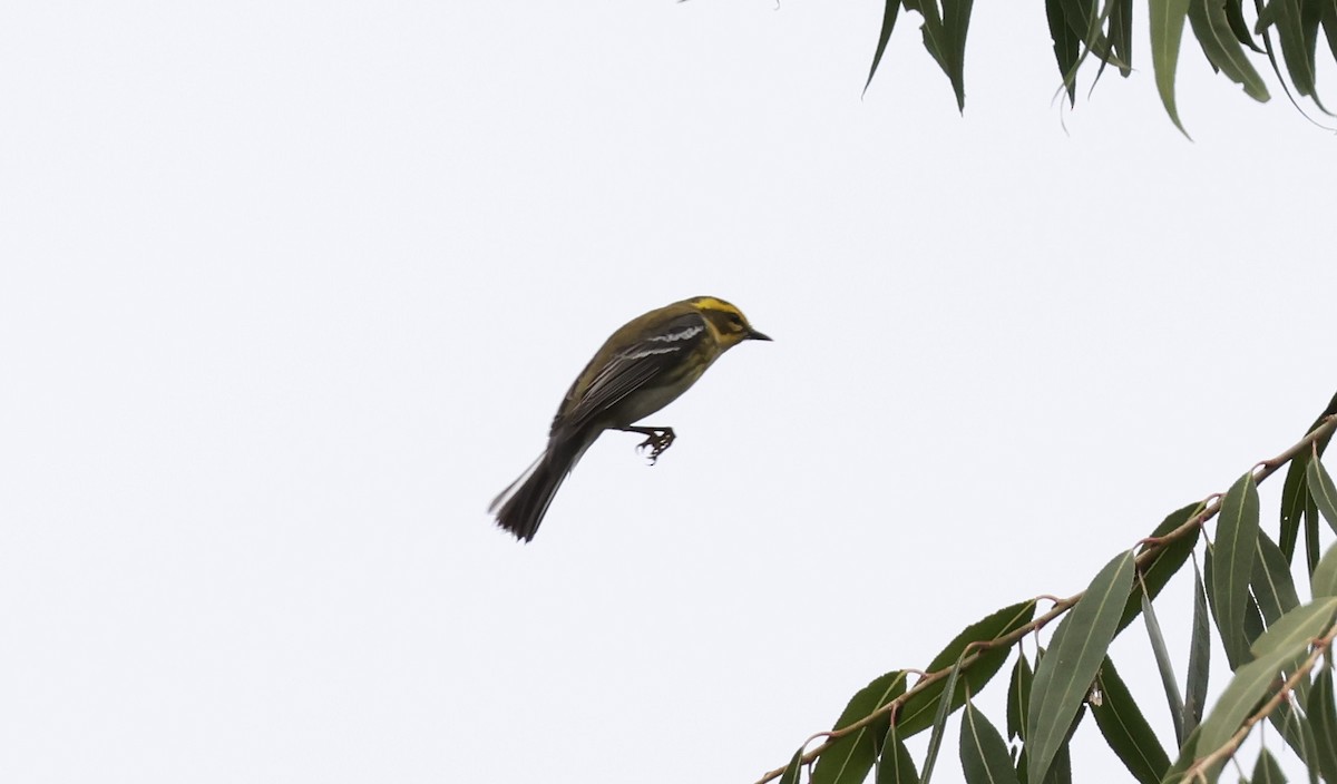 Townsend's Warbler - ML645630562
