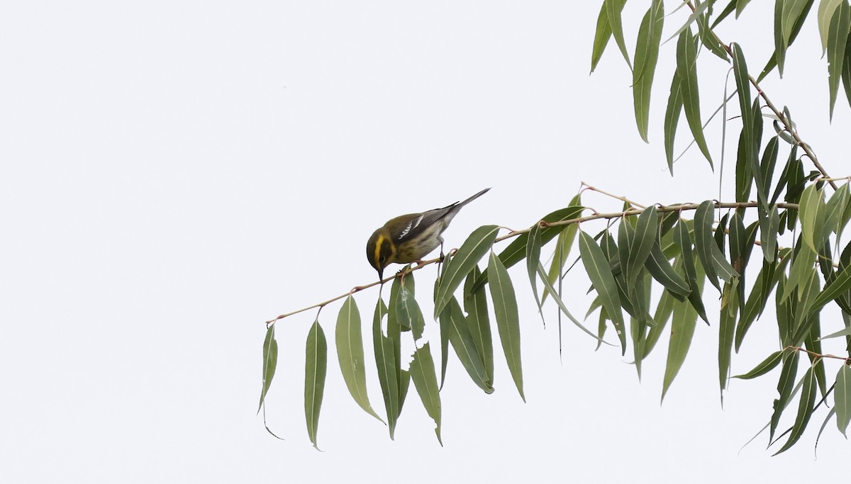 Townsend's Warbler - ML645630563