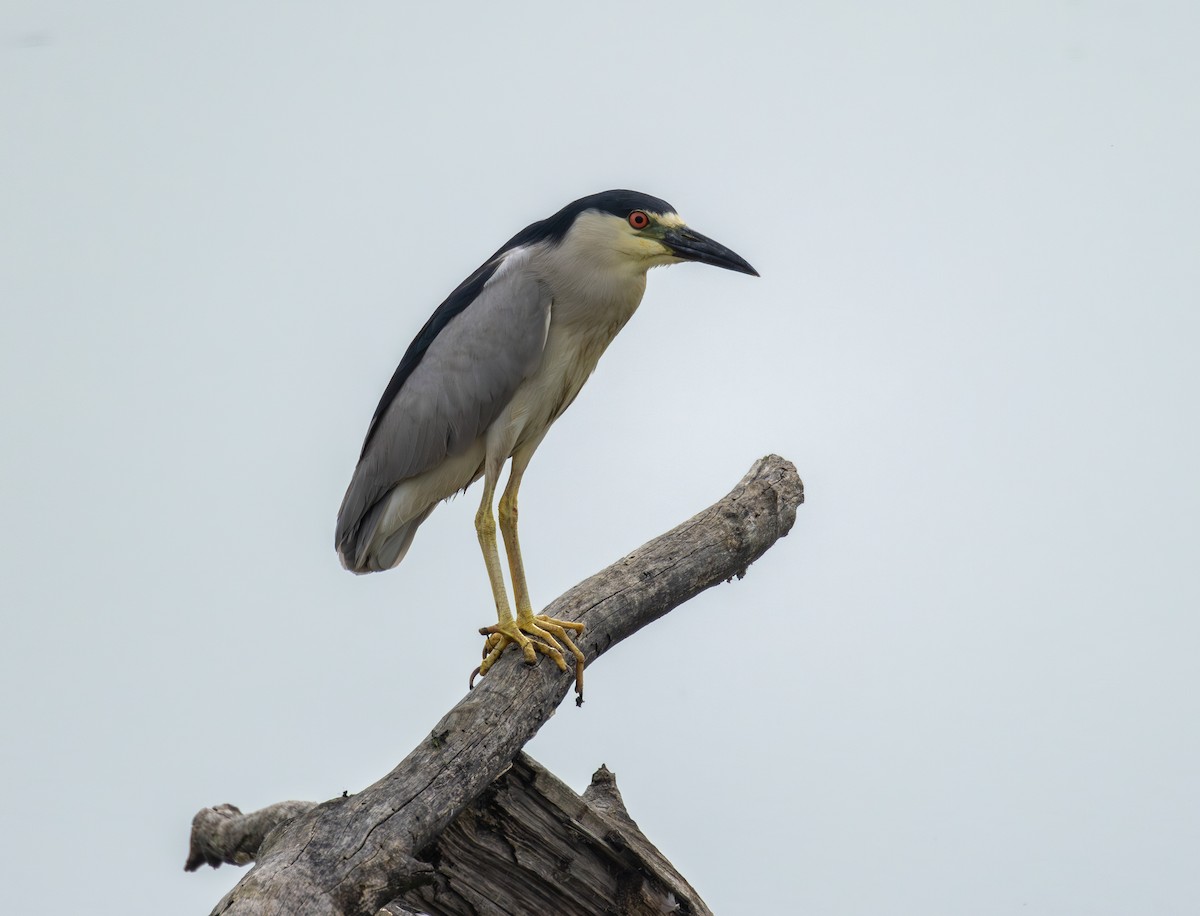 Black-crowned Night Heron - ML645630564