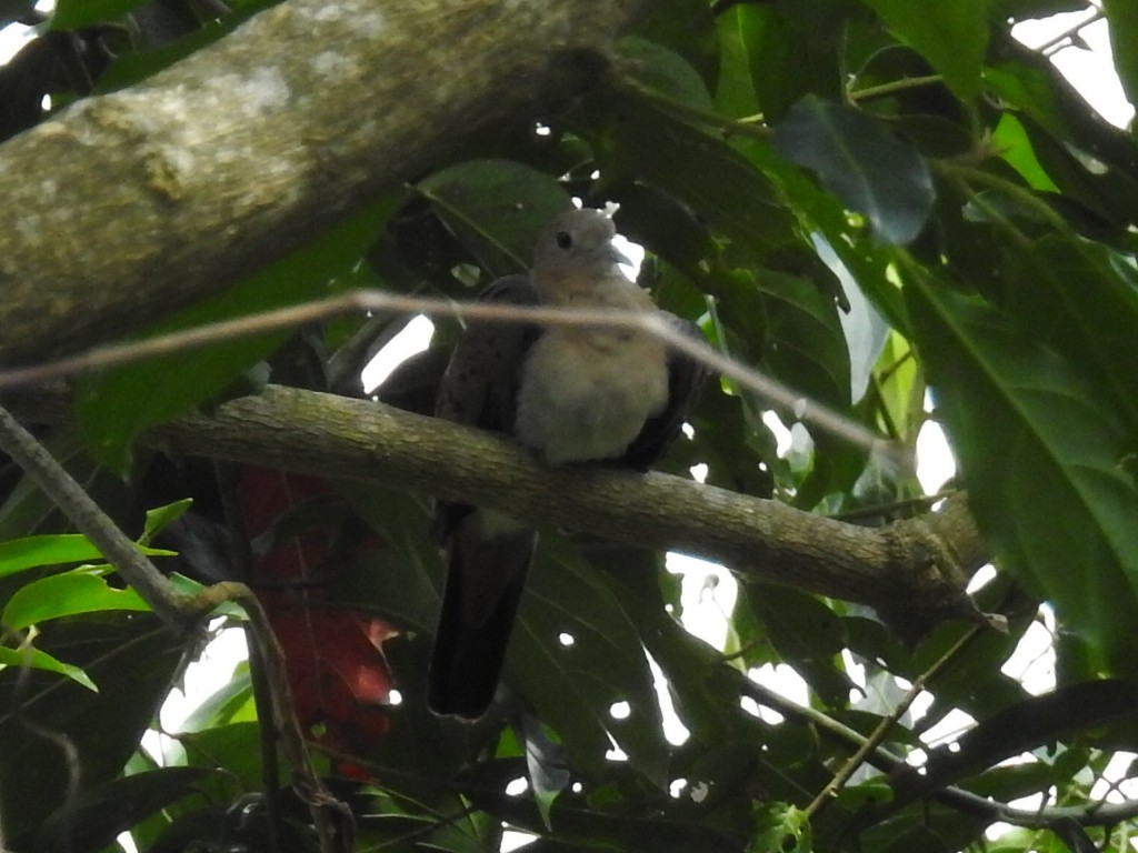 Blue Ground Dove - ML645630565
