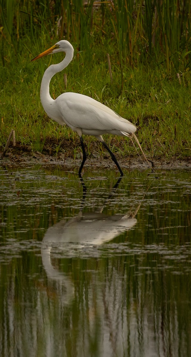 Great Egret - ML645630566