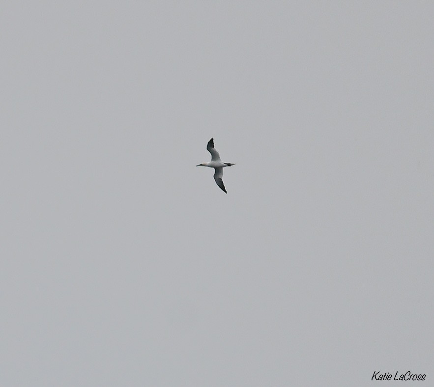 Northern Gannet - ML645630567