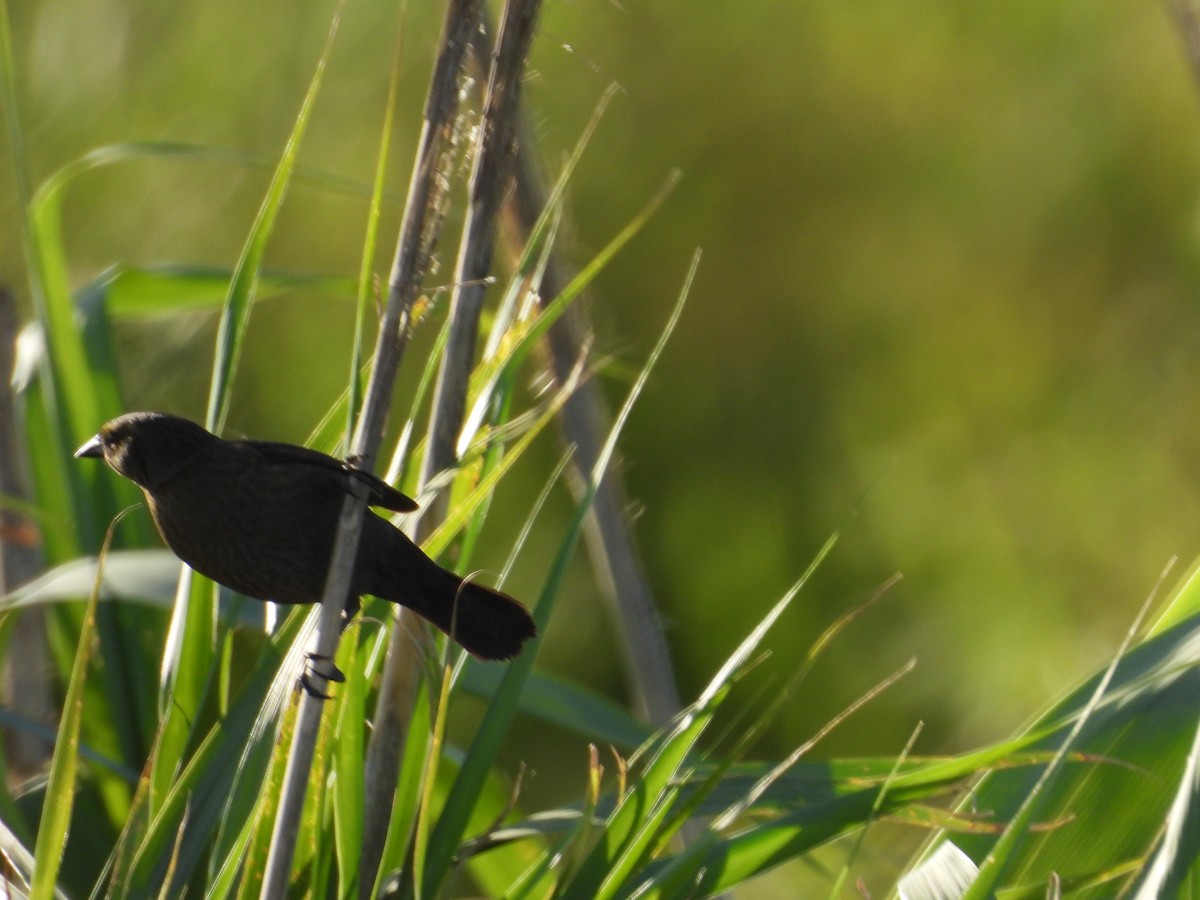 Chestnut-capped Blackbird - ML645630568