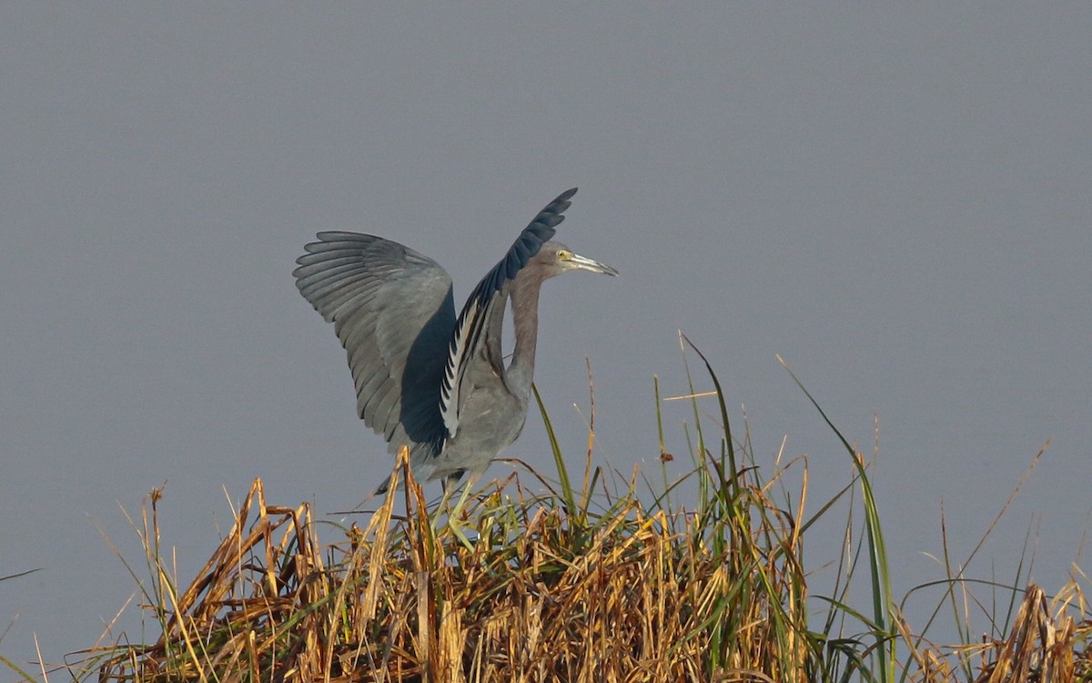 Little Blue Heron - ML645630572