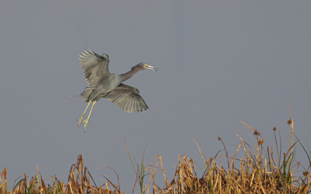 Little Blue Heron - ML645630573