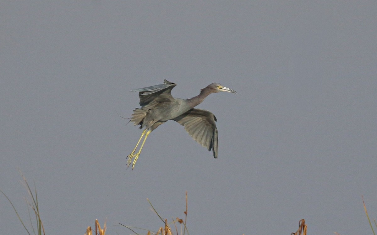 Little Blue Heron - ML645630574