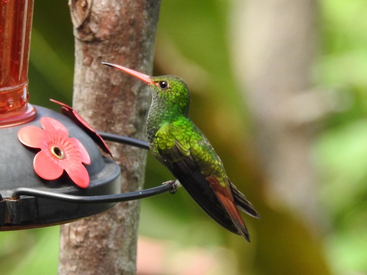 Rufous-tailed Hummingbird - ML645630575