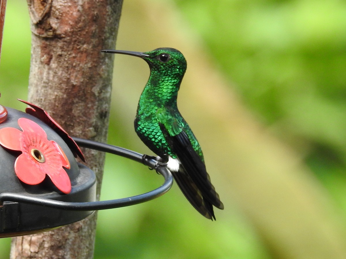 Steely-vented Hummingbird - ML645630577