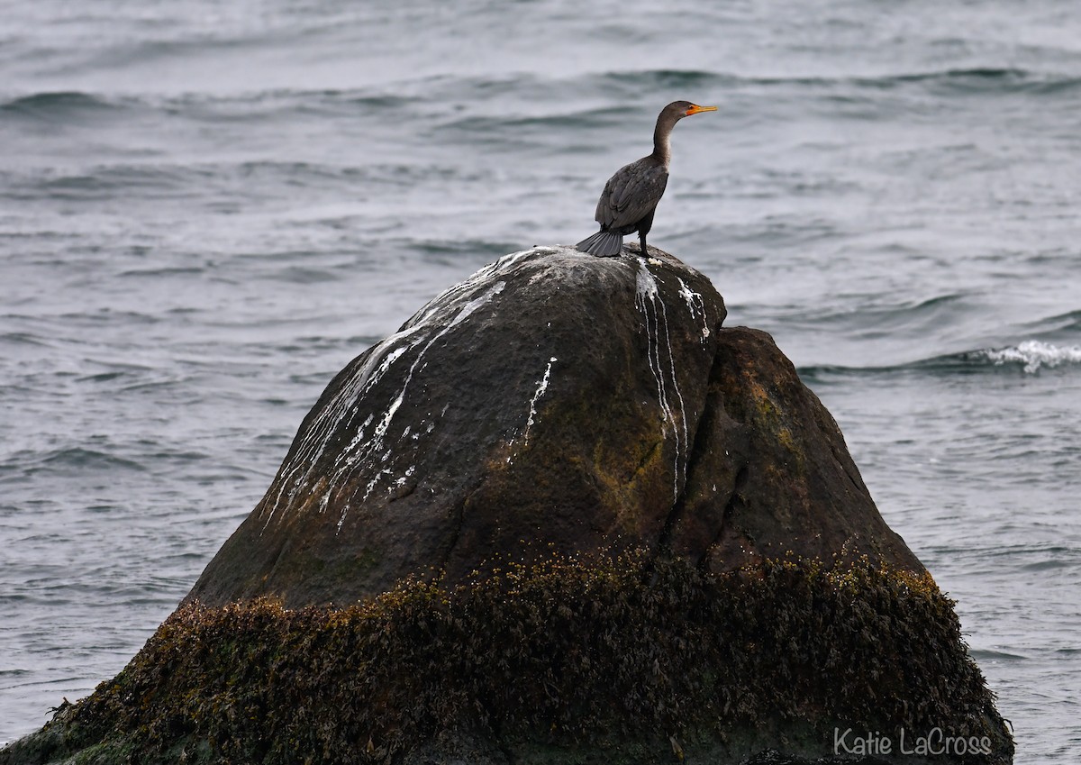 Double-crested Cormorant - ML645630579