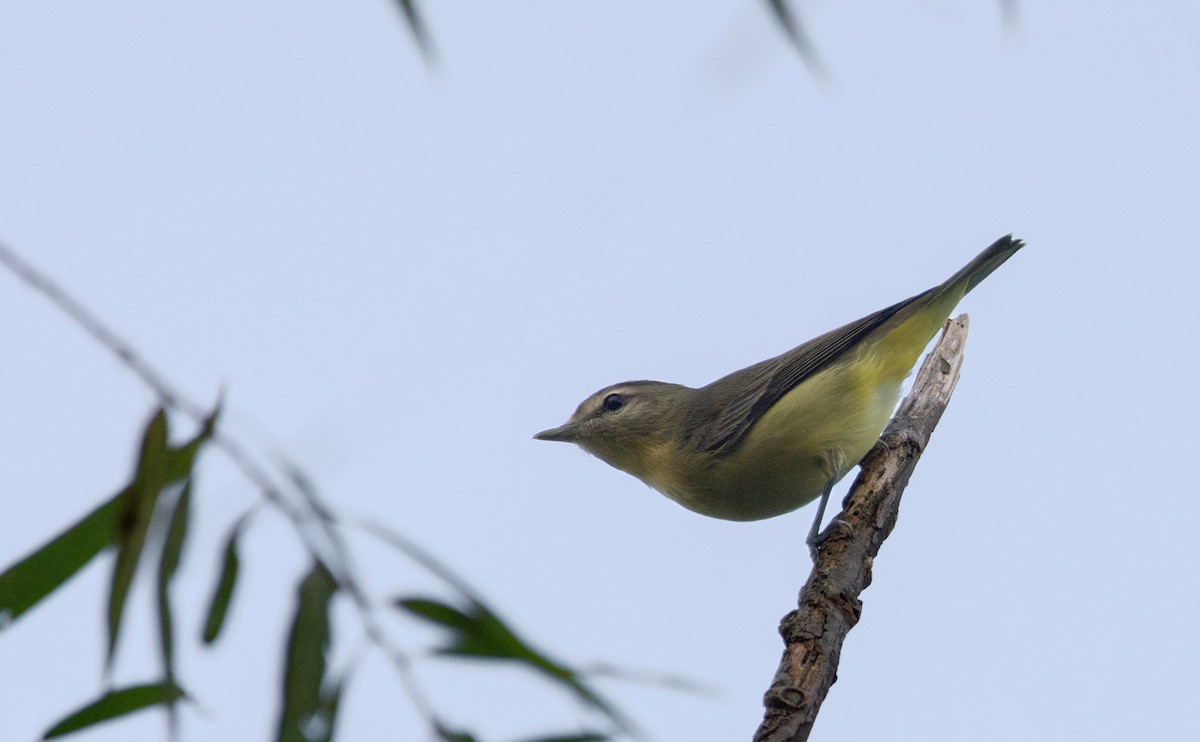 Bireo filadelfiarra - ML645630586