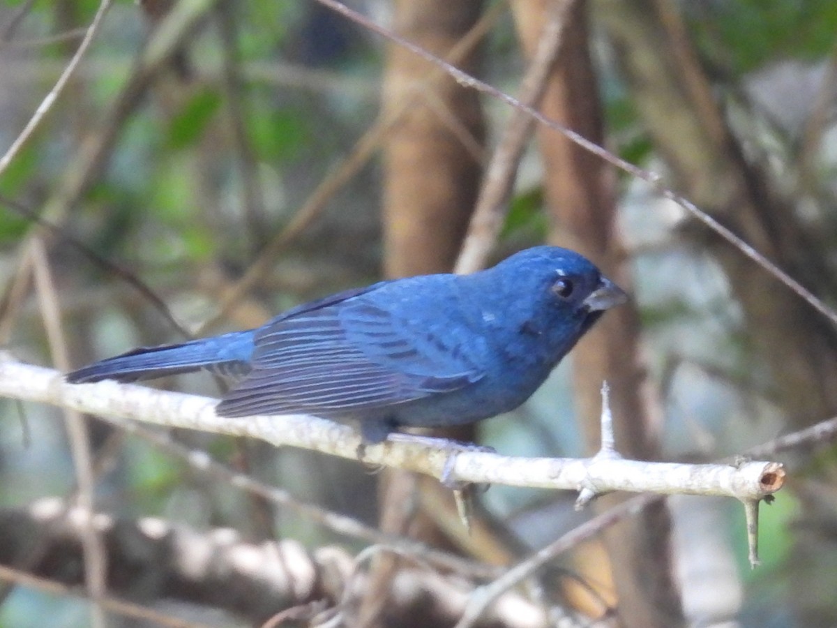 Blue Seedeater - ML645630592