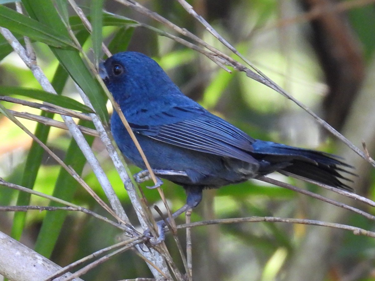 Blue Seedeater - ML645630593