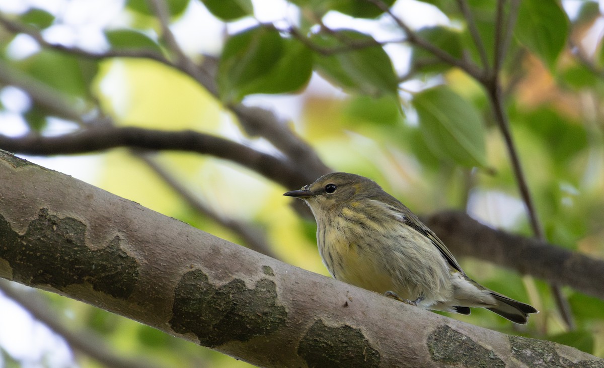 Cape May Warbler - ML645630596