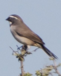 Black-throated Sparrow - ML645630597