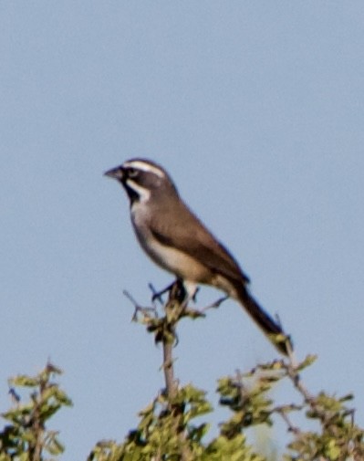 Black-throated Sparrow - ML645630598