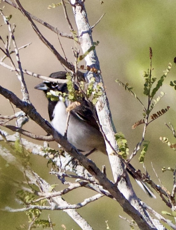 Black-throated Sparrow - ML645630599