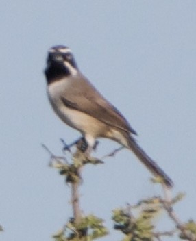 Black-throated Sparrow - ML645630600