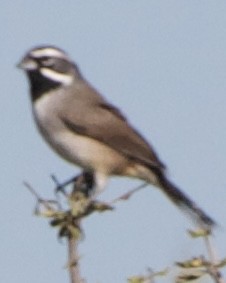Black-throated Sparrow - ML645630601