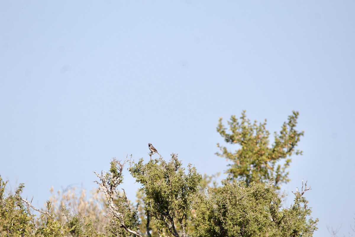 Black-throated Sparrow - ML645630602