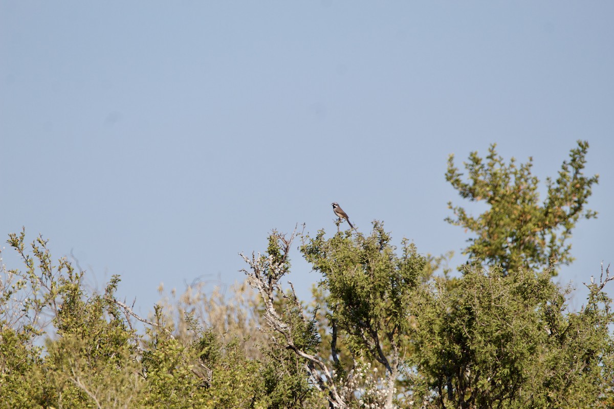 Black-throated Sparrow - ML645630603
