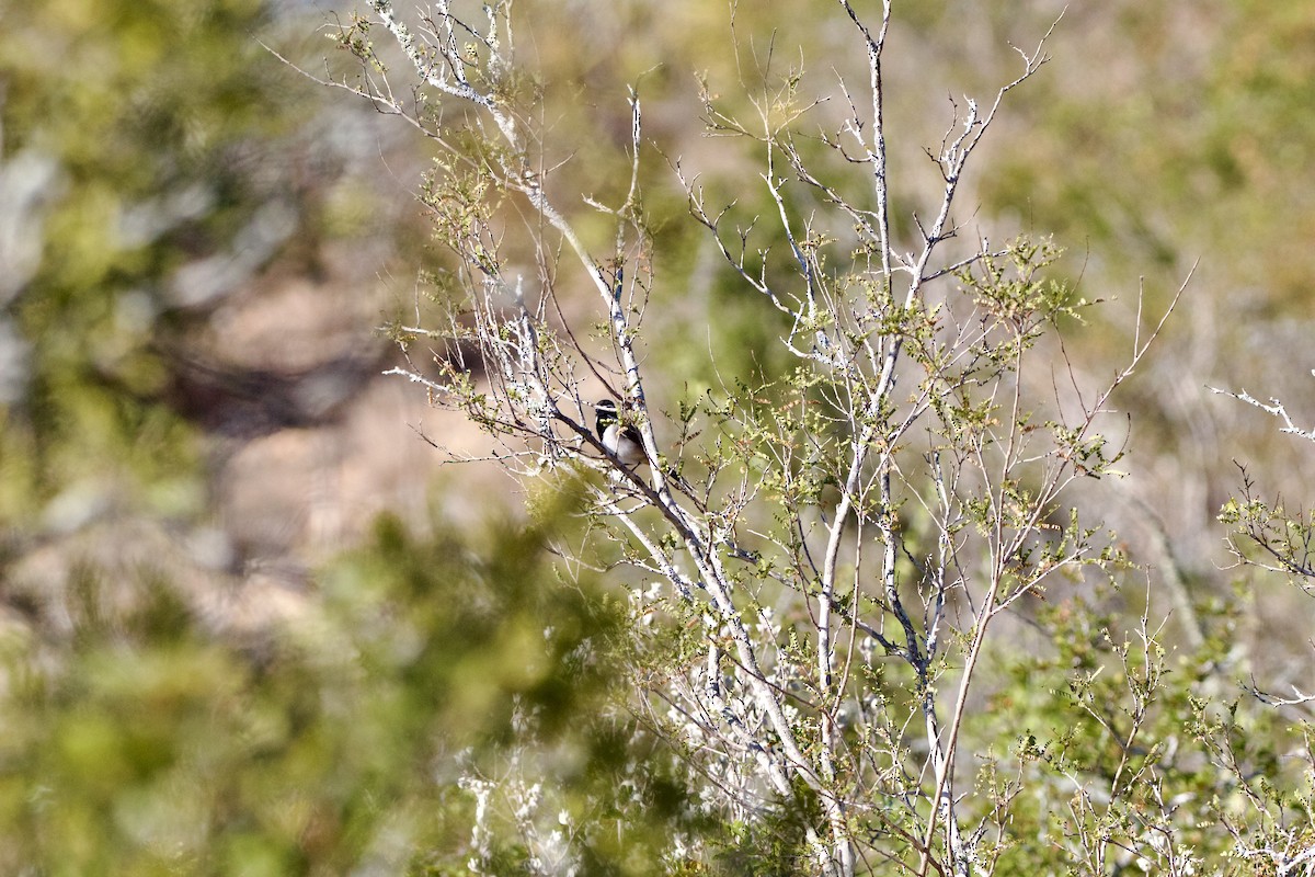 Black-throated Sparrow - ML645630604