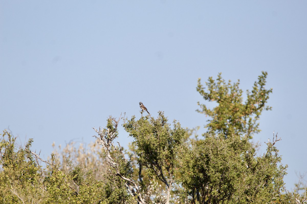 Black-throated Sparrow - ML645630605