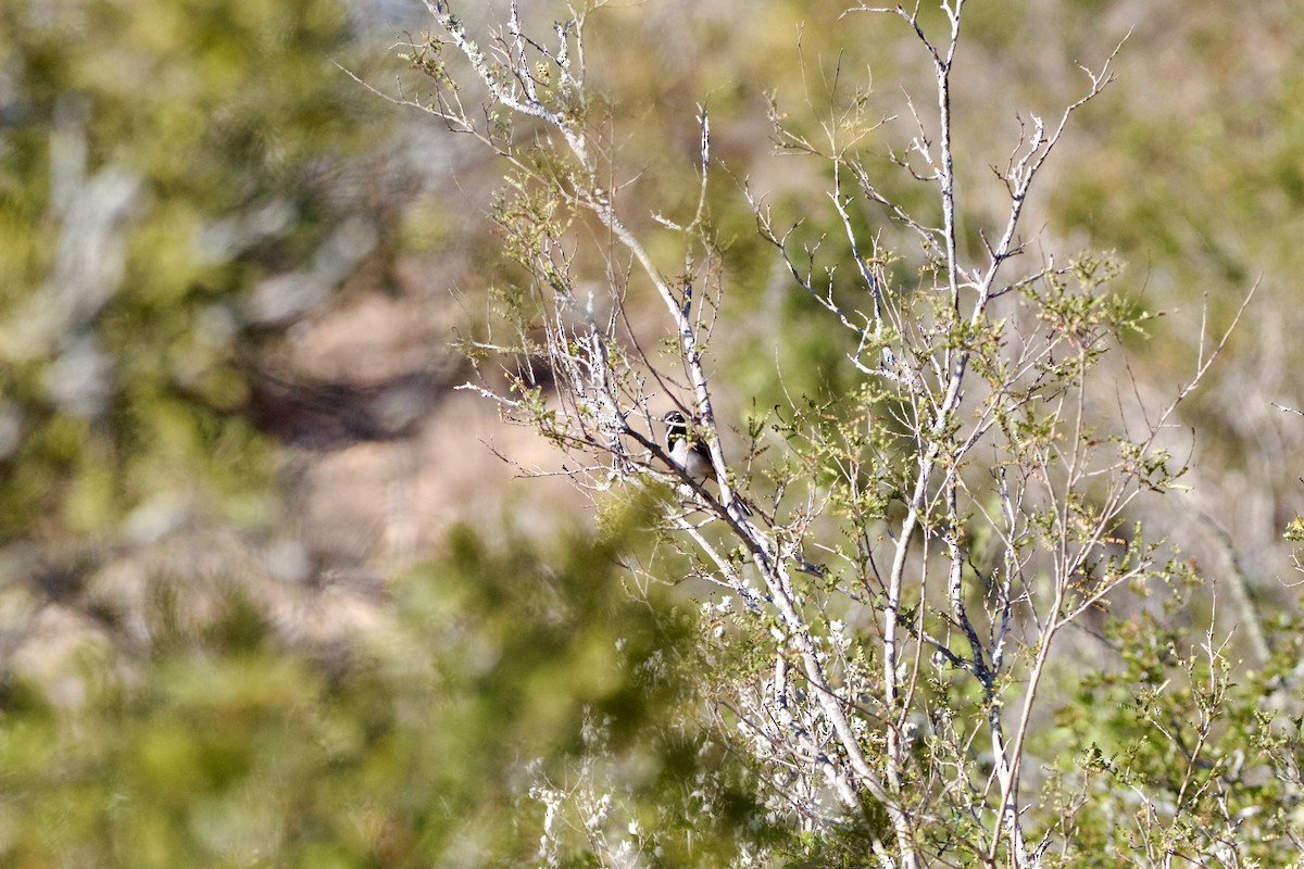 Black-throated Sparrow - ML645630606
