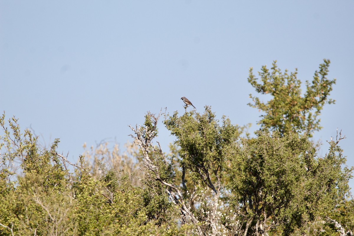 Black-throated Sparrow - ML645630607