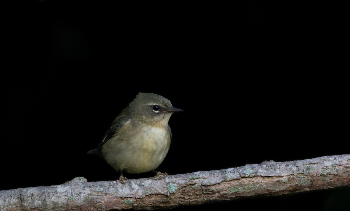 סבכון שחור-גרון - ML645630610