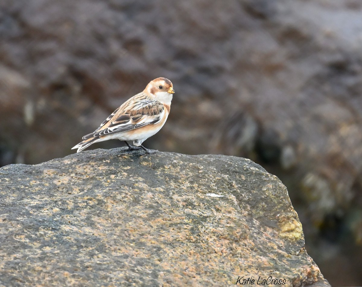 Snow Bunting - ML645630612