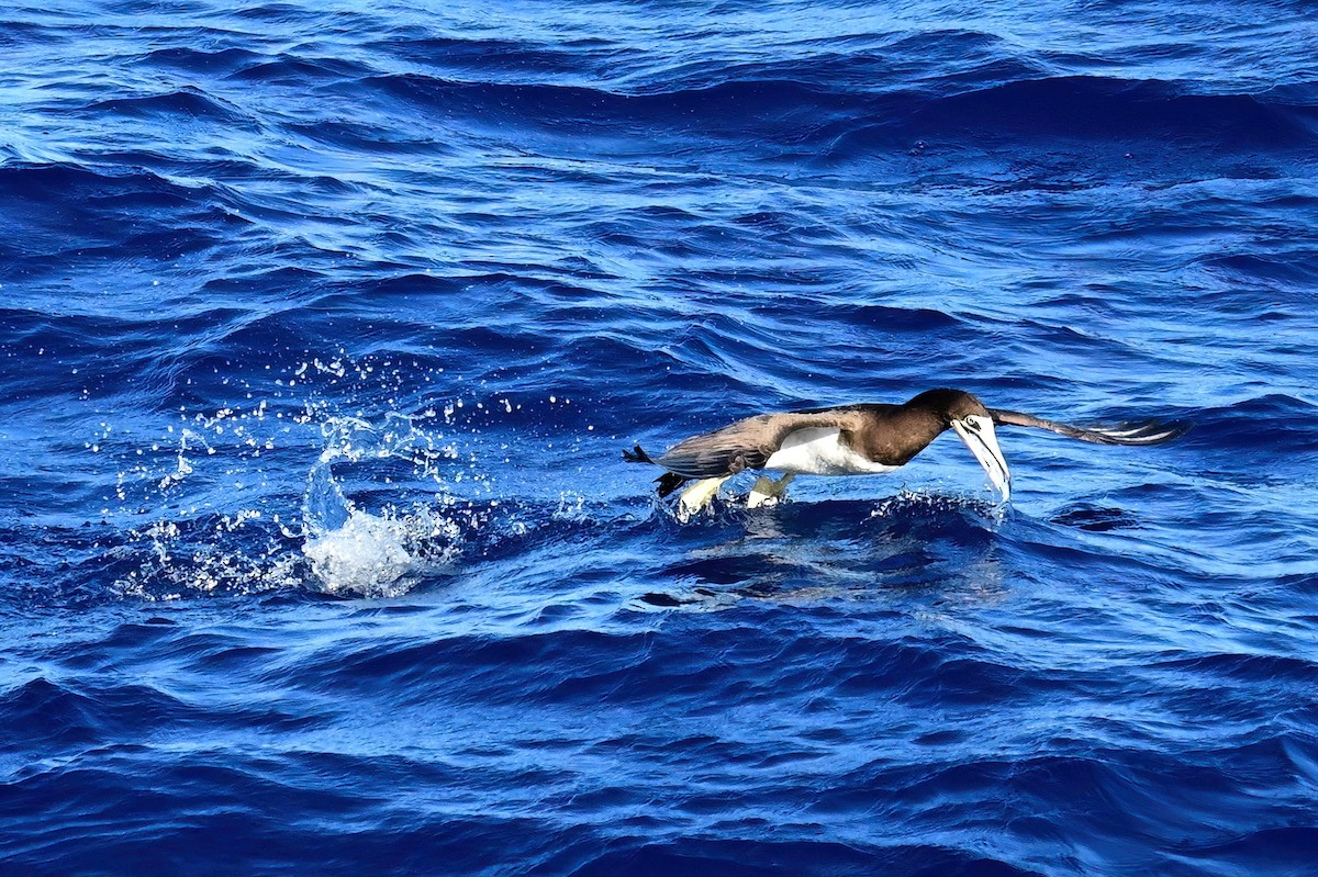 Brown Booby - ML645630614