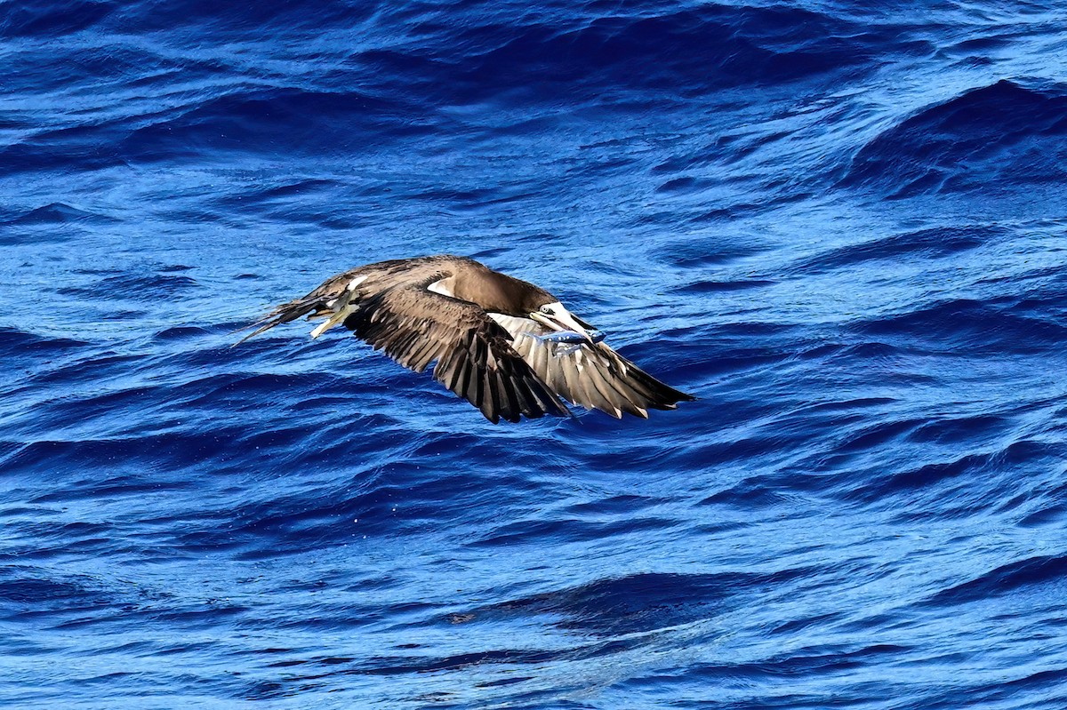 Brown Booby - ML645630615