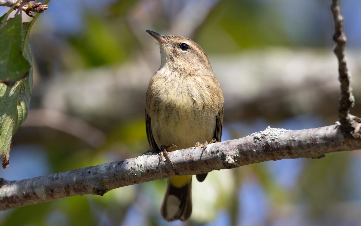 Palm Warbler - ML645630626