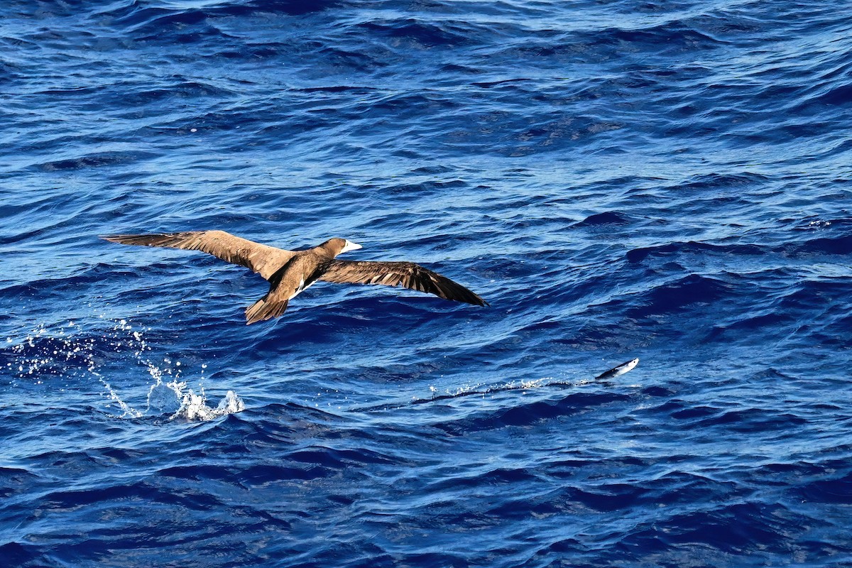 Brown Booby - ML645630627