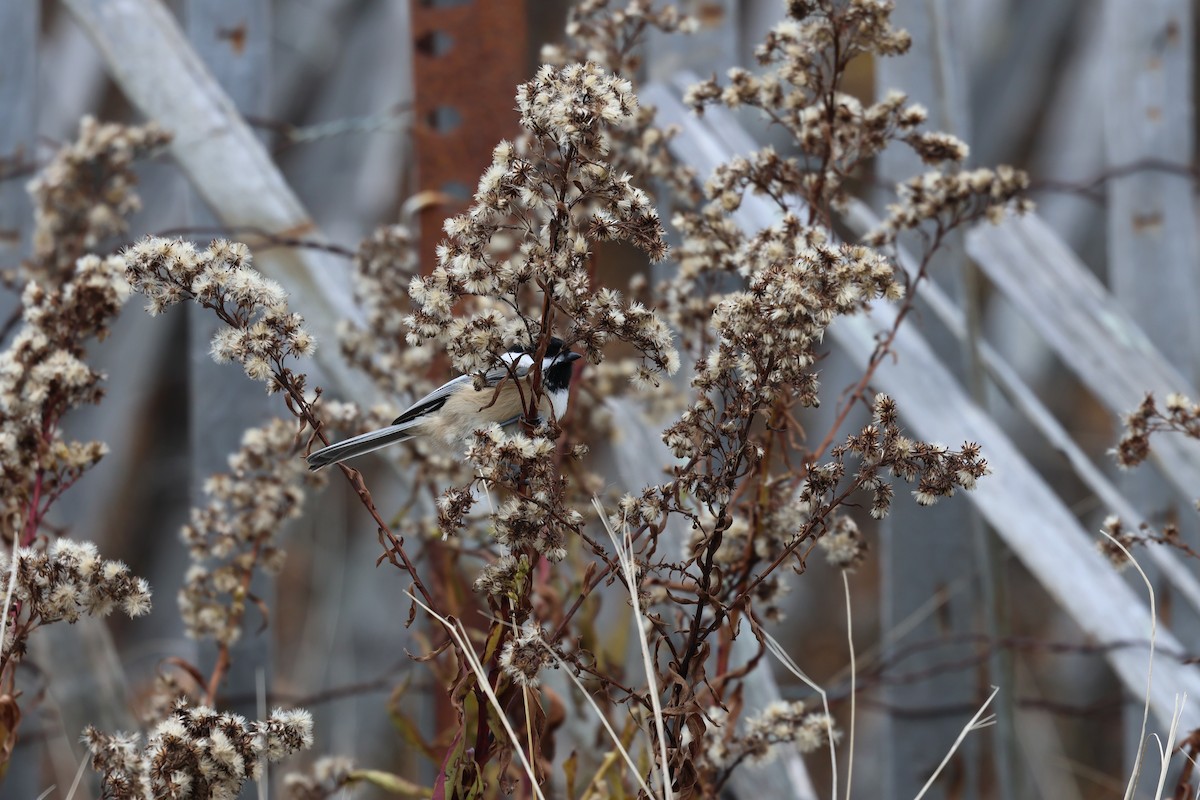 Mésange à tête noire - ML645630644