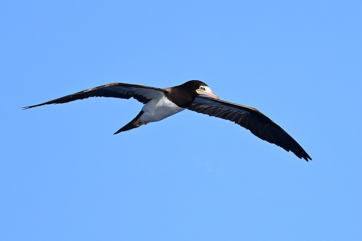Brown Booby - ML645630664