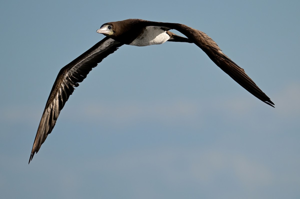 Brown Booby - ML645630665