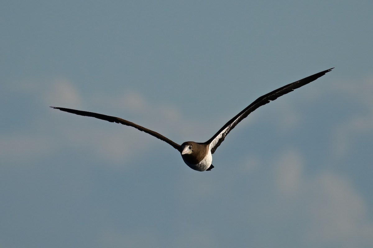 Brown Booby - ML645630688