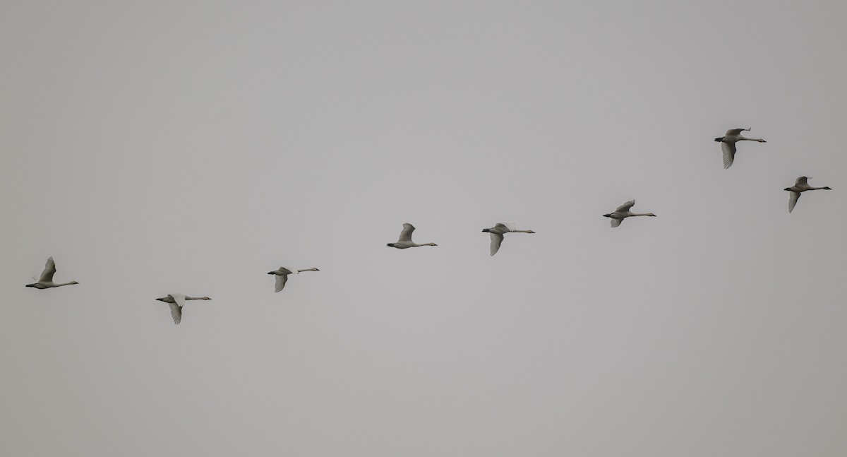 小天鵝 - ML645630690